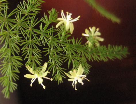 文竹花語|文竹的花语及象征意义